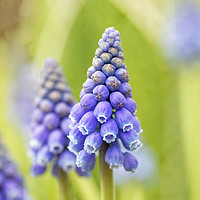 Buy canvas prints of Blue Hyacinth in the Springtime by Jackie Davies