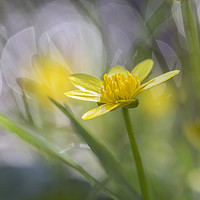 Buy canvas prints of Buttercup by Jackie Davies