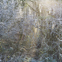 Buy canvas prints of Frosty Winter Forest by Jackie Davies