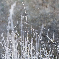 Buy canvas prints of Winter Grass by Jackie Davies
