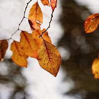 Buy canvas prints of Golden Autumn Leaves by Jackie Davies