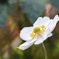 Buy canvas prints of White Anemone by Jackie Davies