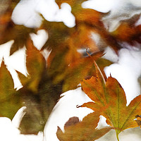 Buy canvas prints of Autumn Twist by Jackie Davies