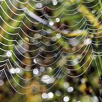 Buy canvas prints of Spider Patterns  by Jackie Davies