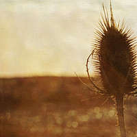 Buy canvas prints of Teasel on the Beach by Jackie Davies