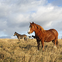 Buy canvas prints of Wild Welsh Ponies by Jackie Davies
