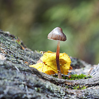 Buy canvas prints of Little Inkcap  by Jackie Davies