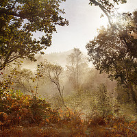 Buy canvas prints of Autumn Mornings by Jackie Davies