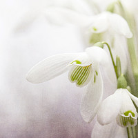 Buy canvas prints of Winter Snowdrops by Jackie Davies