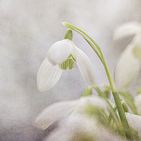 Buy canvas prints of Soft Snowdrops  by Jackie Davies