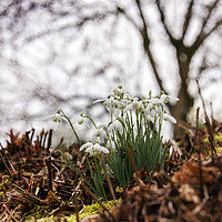 Buy canvas prints of Winter Woodland Snowdrops by Jackie Davies