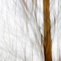 Buy canvas prints of Winter Woodland by Jackie Davies