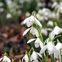 Buy canvas prints of Simply Snowdrops by Jackie Davies
