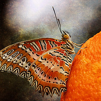 Buy canvas prints of Malay Lacewing Butterfly by Jackie Davies