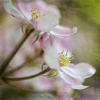 Buy canvas prints of Apple Blossoms by Jackie Davies