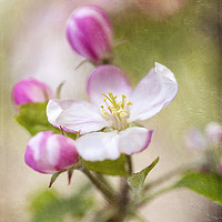 Buy canvas prints of Springtime Apple Blossoms by Jackie Davies