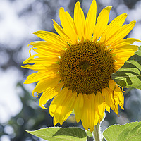 Buy canvas prints of Sunflower by Jackie Davies