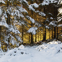 Buy canvas prints of Winter Woodland Sunset  by Jackie Davies