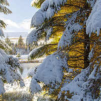 Buy canvas prints of Winter Wonderland Snowscape  by Jackie Davies