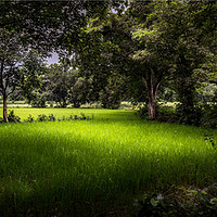 Buy canvas prints of The rice field by Indranil Bhattacharjee