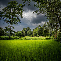 Buy canvas prints of The green gold  by Indranil Bhattacharjee