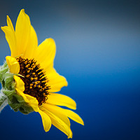 Buy canvas prints of Sunflower by Indranil Bhattacharjee