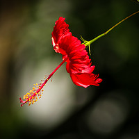 Buy canvas prints of Red Hibiscus by Indranil Bhattacharjee