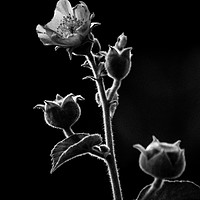 Buy canvas prints of Beauty in Black and White by Indranil Bhattacharjee