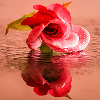 Buy canvas prints of A wet rose by Indranil Bhattacharjee
