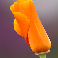 Buy canvas prints of California Poppy by Indranil Bhattacharjee