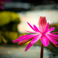 Buy canvas prints of The Pink Water Lily by Indranil Bhattacharjee