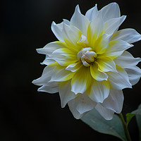 Buy canvas prints of White Dahlia by Indranil Bhattacharjee