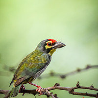 Buy canvas prints of Coppersmith Barbet by Indranil Bhattacharjee