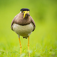 Buy canvas prints of Yellow wattled lapwing by Indranil Bhattacharjee