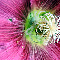 Buy canvas prints of         White spider hiding in hollyhock   by Peter Balfour