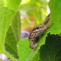 Buy canvas prints of           Hanging on to a cucumber leaf by Peter Balfour