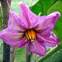 Buy canvas prints of Aubergine flower           by Peter Balfour