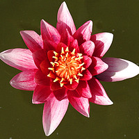 Buy canvas prints of Just a Waterlily           by Peter Balfour