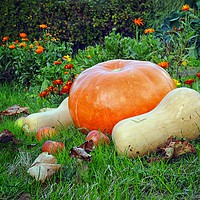 Buy canvas prints of Autumn Harvest by Peter Balfour