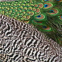 Buy canvas prints of Peacock by Raymond Charter