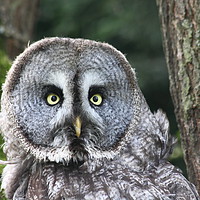 Buy canvas prints of Great grey owl by Raymond Charter