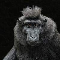 Buy canvas prints of Black Sulawesi Macaques. by Raymond Charter
