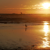 Buy canvas prints of Seagull watching a surfer at sunset by MazzBerg 