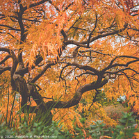 Buy canvas prints of Japanese maple tree by MazzBerg 