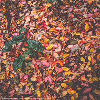 Buy canvas prints of Autumn leaves on the ground by MazzBerg 