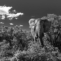 Buy canvas prints of Elephant, Addo Elephant National Park by Dirk Seyfried