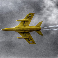 Buy canvas prints of Gnat - Yellowjack by Anne Rogers LRPS