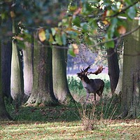 Buy canvas prints of Calling Stag by Simon Hutchinson