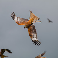 Buy canvas prints of Red Kite diving by Simon Hutchinson