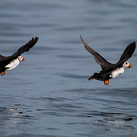 Buy canvas prints of Puffins in flight by Simon Hutchinson